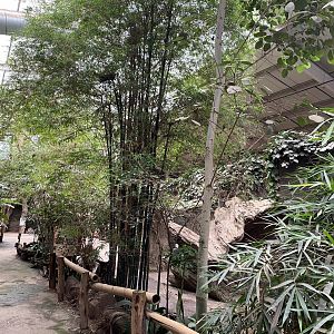 Elephants of the Asian Forest 110920