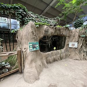 Elephants of the Asian Forest - Cloud rat and Tree shrew enclosure 110920