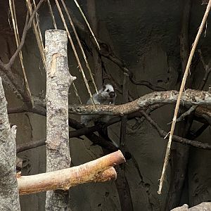 Elephants of the Asian Forest - North Luzon giant cloud rat 110920