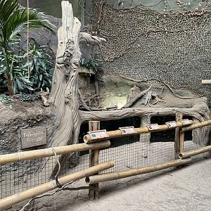 Elephants of the Asian Forest aquarium 110920