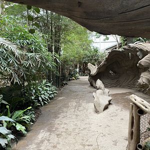 Elephants of the Asian Forest 110920