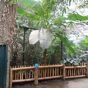 Elephants of the Asian Forest - Sunda wrinkled hornbill aviary 110920