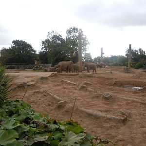 Asian elephants enclosure 110920