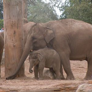 Asian elephants 110920