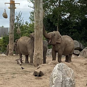 Asian elephants 110920