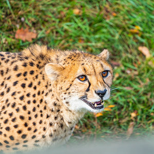 Emarah the female Cheetah
