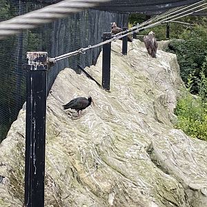 Edge of Europe aviary 110920