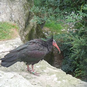 Edge of Europe aviary - Waldrapp 110920