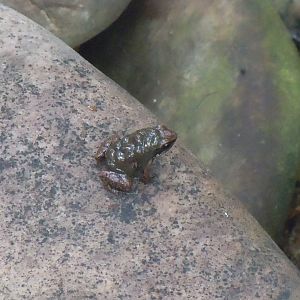Butterfly World - Trinidad poison frog 110920