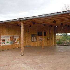 Asiatic lions viewing window 110920