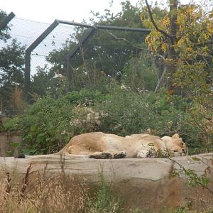 Asiatic lion 110920