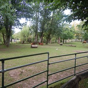 Forest buffalo enclosure 110920