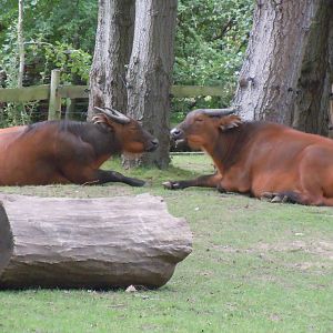 Forest buffalo 110920