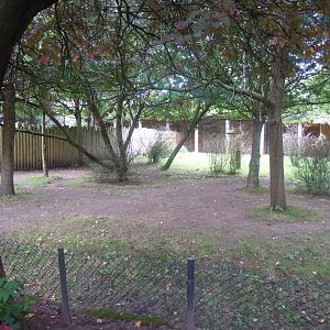 Okapi and Red duiker enclosure 110920