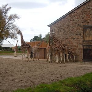 Rothschild's giraffes 110920