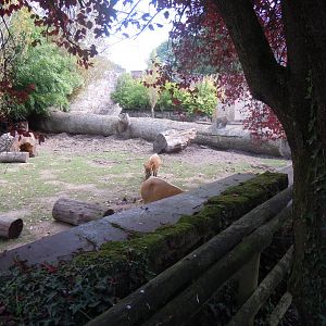 Red river hog enclosure 110920