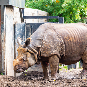 Vishnu the male Indian Rhino
