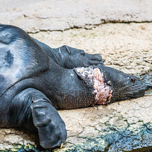 Dottie the Nile Soft-shelled Turtle