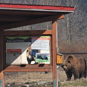 Brown Bear Exhibit Sign - May 2020