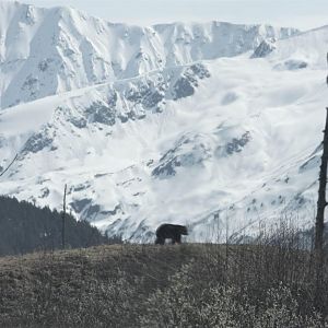 American Black Bear Exhibit - May 2020