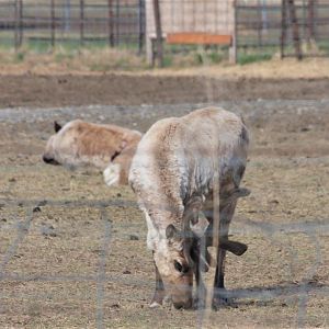 Reindeer Farm - 2020