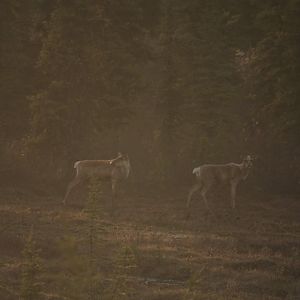 Caribou in the setting sun - Alaska