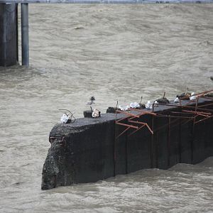 Sea Otter and Gulls - Alaska