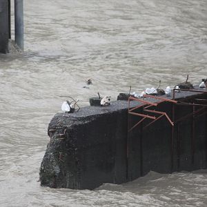 Sea Otter and Gulls - Alaska