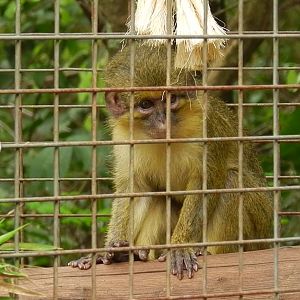 Gabon talapoin - Belo Horizonte zoo