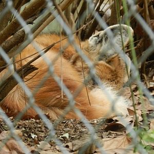 Sleeping maned wolf - Belo Horizonte zoo