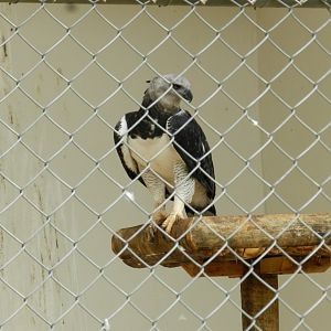Harpy eagle - Belo Horizonte zoo