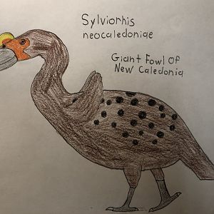 Sylviornis neocaledoniae