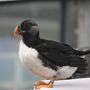 Horned Puffin - October 2020