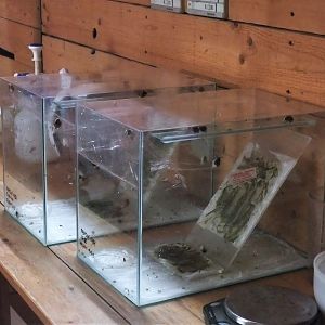 Partula faba (now extinct) in the Partula Room at Bristol, 6th February 2012