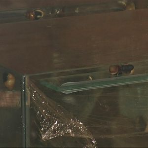 Partula faba (now extinct) in the Partula Room at Bristol, 6th February 2012