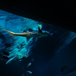 Australian Ghostshark