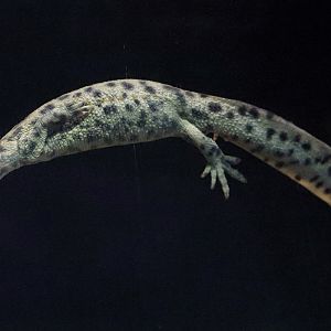 Newt ID - Berlin Aquarium