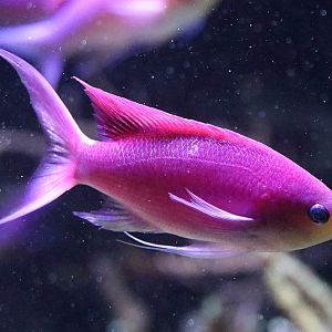 Fish ID - Berlin Aquarium