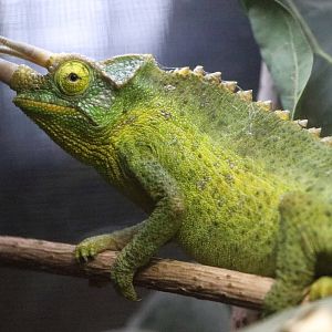 Chameleon ID - Zoopark Zájezd