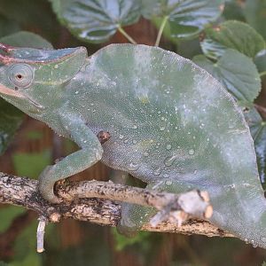 Chameleon ID - Zoopark Zájezd