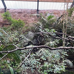 Tropical Realm - Javan rhinoceros hornbill exhibit 110920