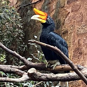 Tropical Realm - Javan rhinoceros 110920