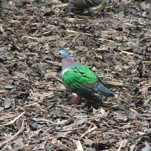 Tropical Realm - Common/Grey-capped emerald dove 110920