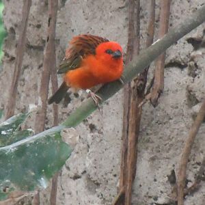 Tropical Realm - Red fody 110920