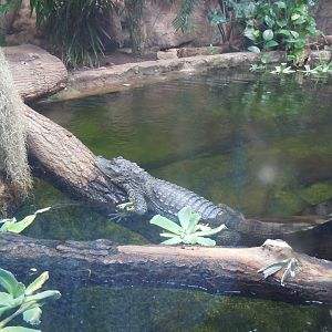 Tropical Realm - Spectacled caiman 110920