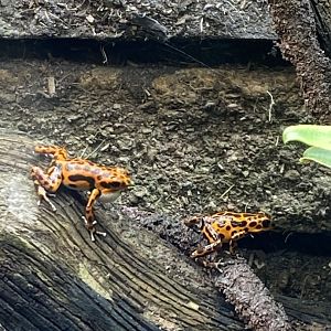 Strawberry poison frog 110920?