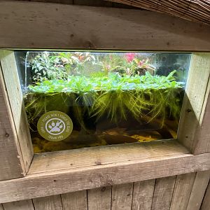 Tropical Realm - Rio Cauca caecilian exhibit 110920