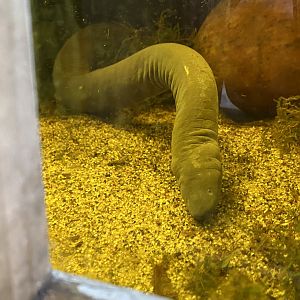 Tropical Realm - Rio Cauca caecilian 110920