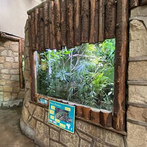 Tropical Realm - Parson's chameleon exhibit 110920
