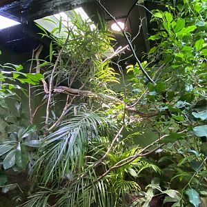 Tropical Realm - South-eastern girdled lizard exhibit 110920